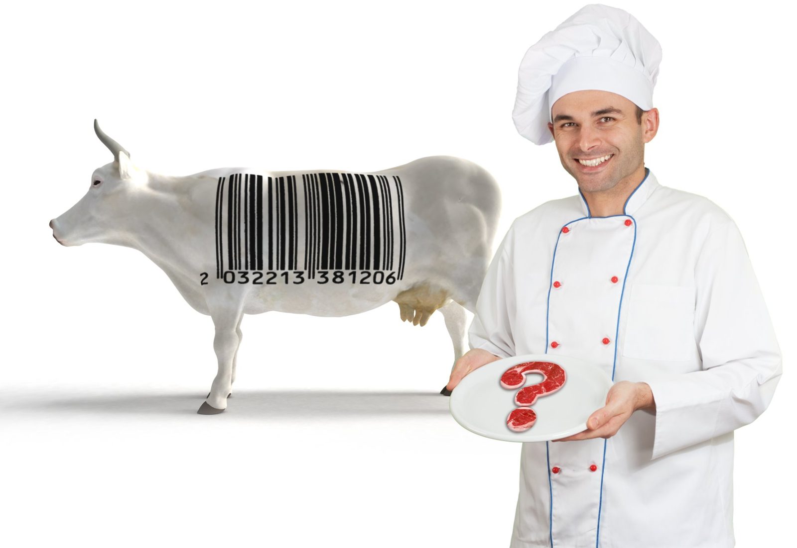 Cattle with electronic identification tag